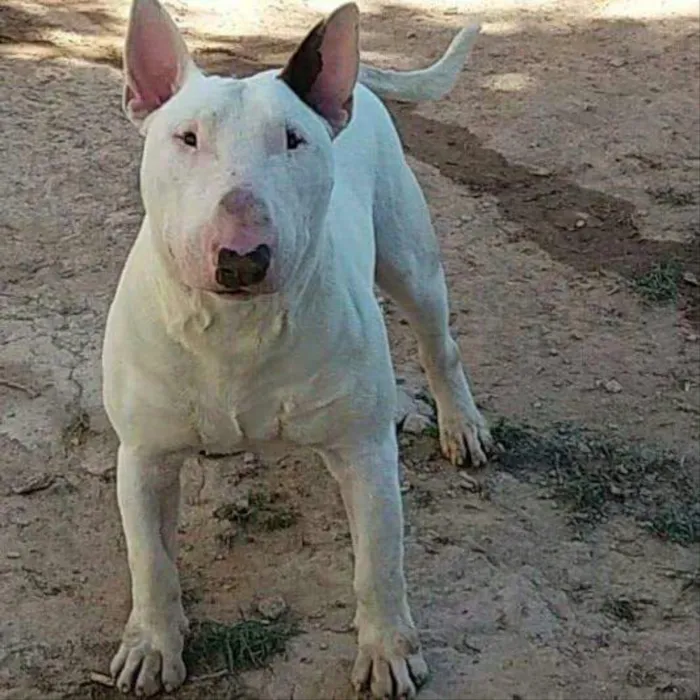 Cachorro ra a Bull Terrier idade 1 ano nome Marley