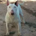 Marley