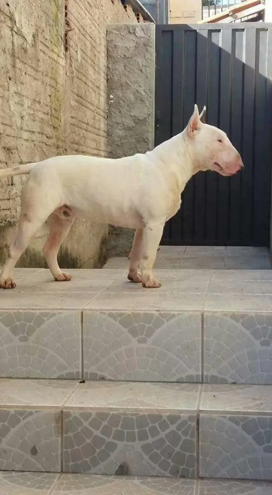 Cachorro ra a Bull Terrier idade 1 ano nome Marley