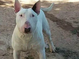 Cachorro raça Bull Terrier idade 1 ano nome Marley