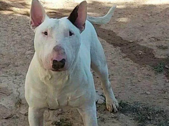 Cachorro ra a Bull Terrier idade 1 ano nome Marley