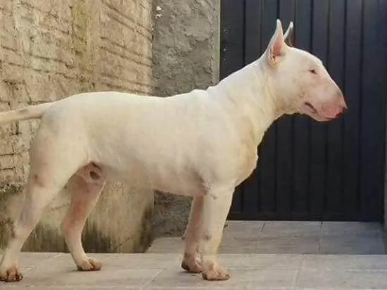 Cachorro ra a Bull Terrier idade 1 ano nome Marley