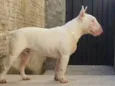 Marley