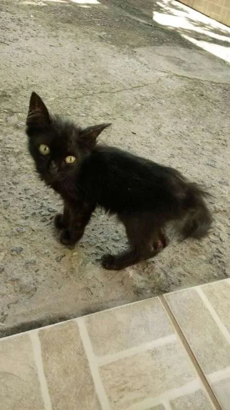 Gato ra a vira lata idade Abaixo de 2 meses nome sem nome