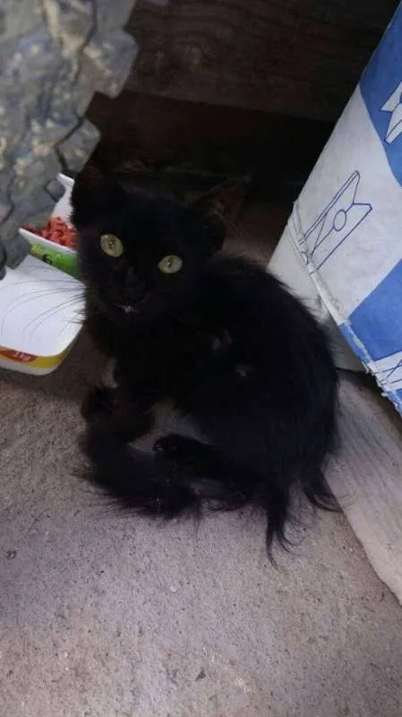 Gato ra a vira lata idade Abaixo de 2 meses nome sem nome