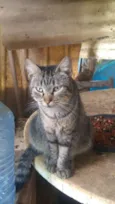 Gatinhos do Terreno