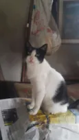 Gatinhos do Terreno