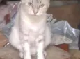 Gatinhos do Terreno