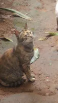Gatinhos do Terreno