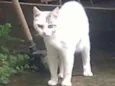 Gatinhos do Terreno