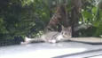 Gatinhos do Terreno