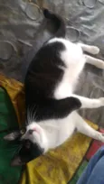 Gatinhos do Terreno