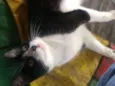 Gatinhos do Terreno