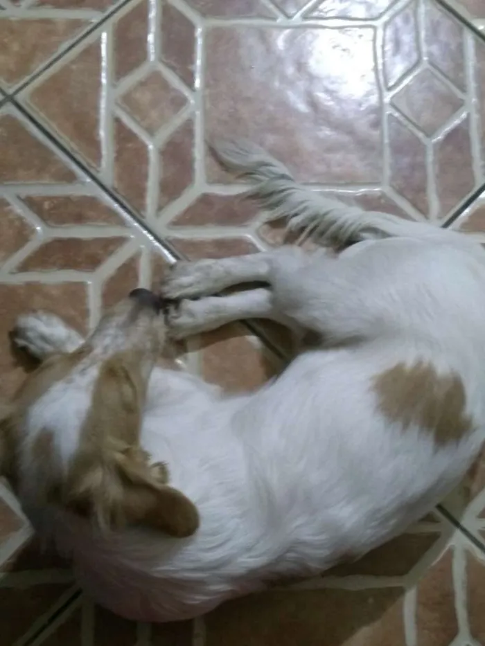 Cachorro ra a sem raça idade 2 a 6 meses nome spiker