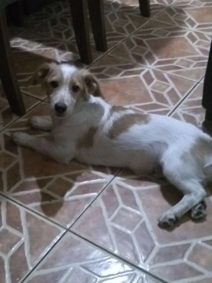 Cachorro ra a sem raça idade 2 a 6 meses nome spiker