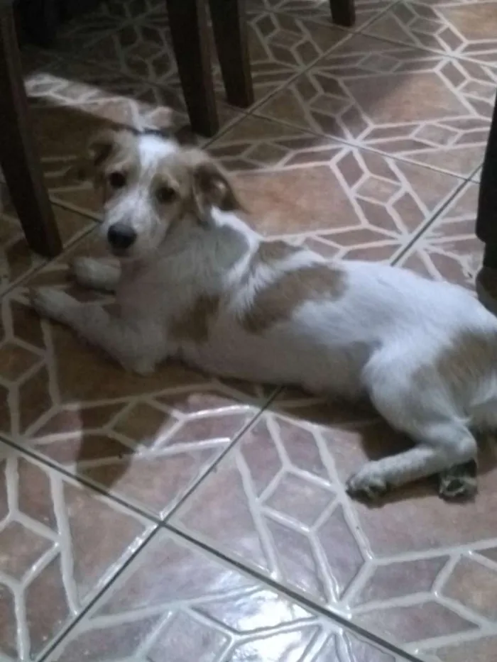 Cachorro ra a sem raça idade 2 a 6 meses nome spiker