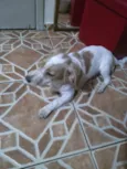 spiker