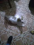 spiker