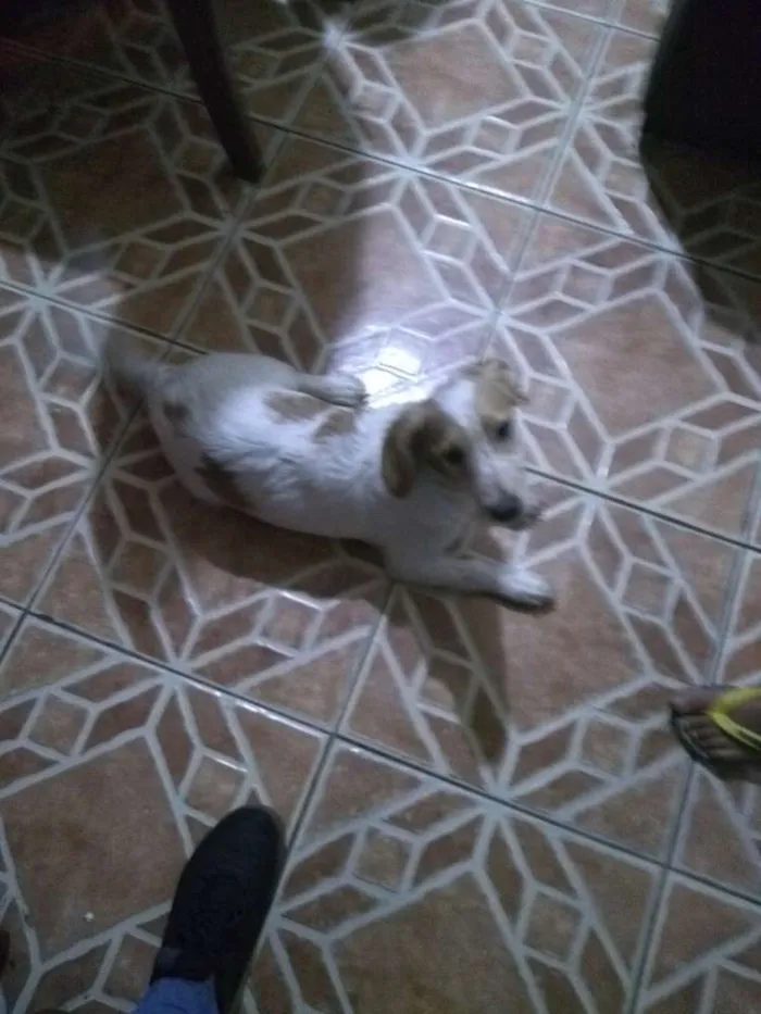 Cachorro ra a sem raça idade 2 a 6 meses nome spiker