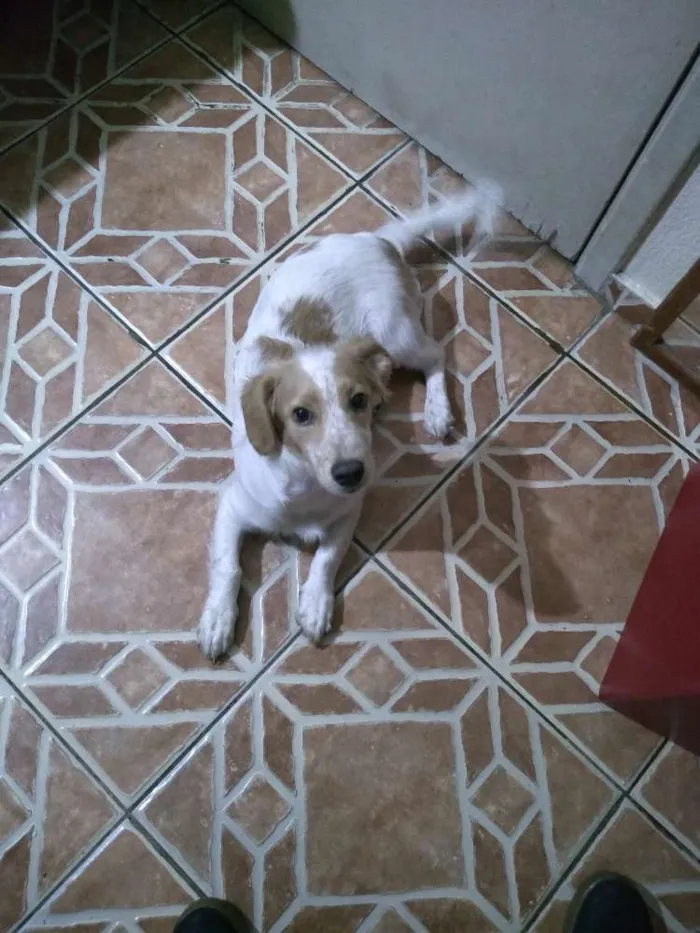 Cachorro ra a sem raça idade 2 a 6 meses nome spiker