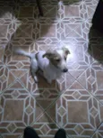 spiker