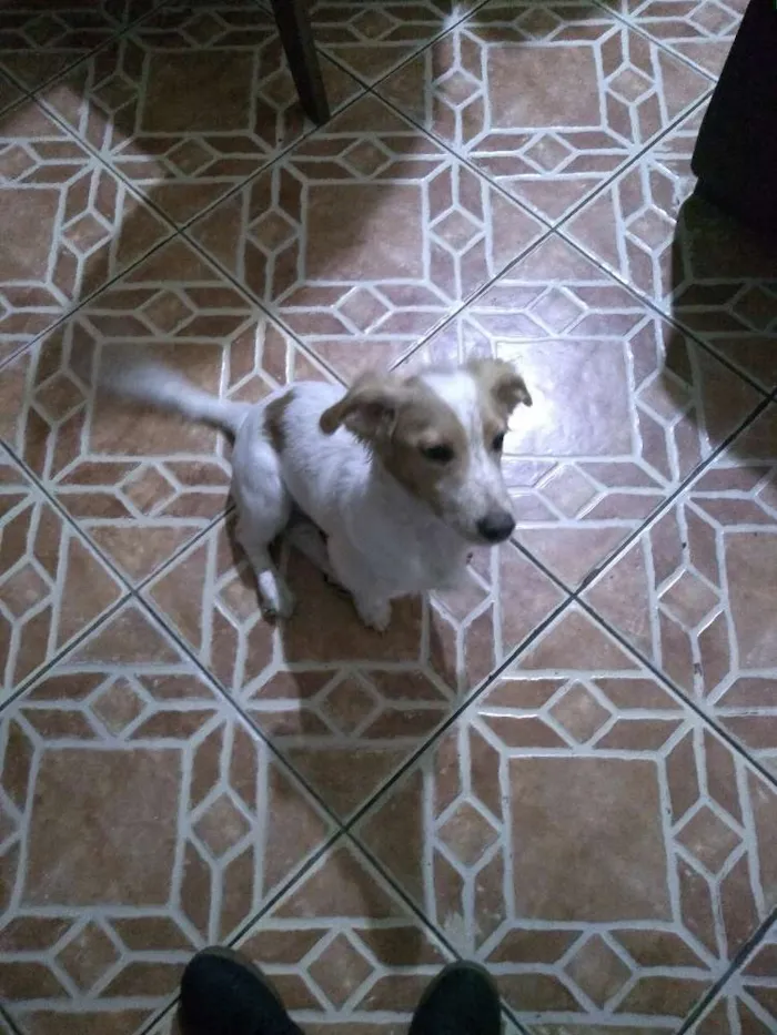 Cachorro ra a sem raça idade 2 a 6 meses nome spiker