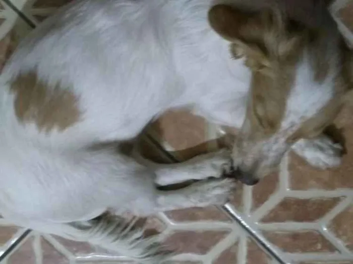 Cachorro ra a sem raça idade 2 a 6 meses nome spiker