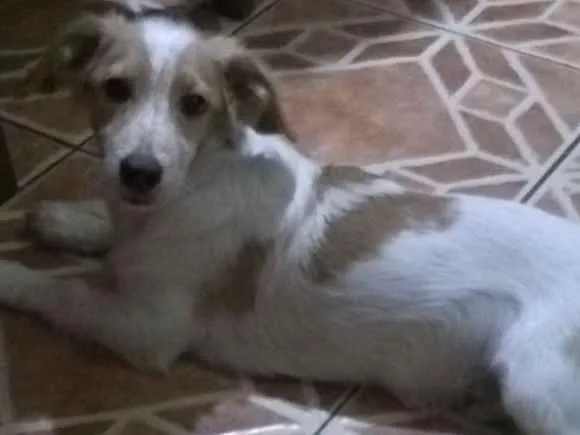 Cachorro ra a sem raça idade 2 a 6 meses nome spiker