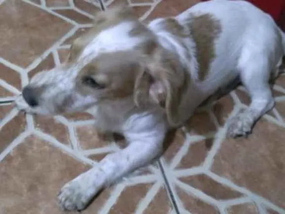 Cachorro ra a sem raça idade 2 a 6 meses nome spiker