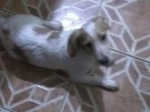 Cachorro ra a sem raça idade 2 a 6 meses nome spiker