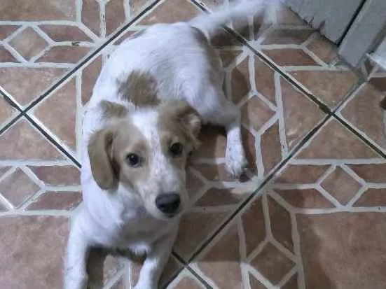 Cachorro ra a sem raça idade 2 a 6 meses nome spiker