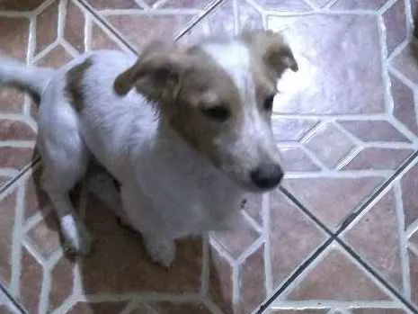 Cachorro ra a sem raça idade 2 a 6 meses nome spiker
