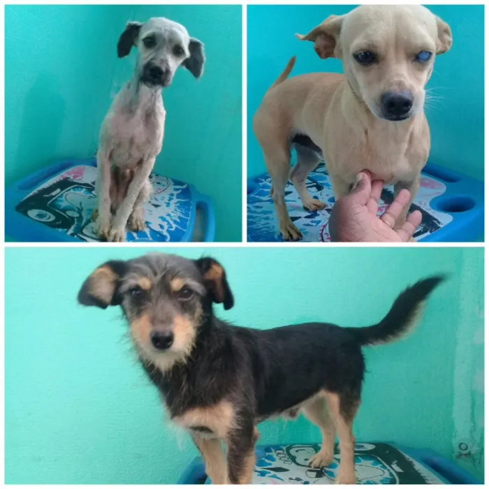 Cachorro ra a SRD idade 1 ano nome Vários