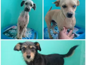 Cachorro raça SRD idade 1 ano nome Vários