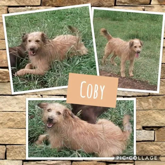 Cachorro ra a SRD idade 2 anos nome COBY!!!