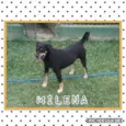 MILENA