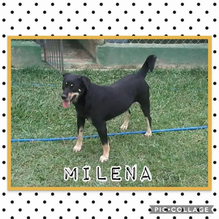 Cachorro ra a SRD idade 2 anos nome MILENA