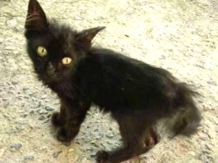 Gato ra a vira lata idade Abaixo de 2 meses nome sem nome