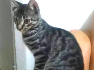 Gato raça Srd idade 2 a 6 meses nome Sem nomes