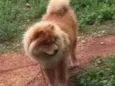 Chico
