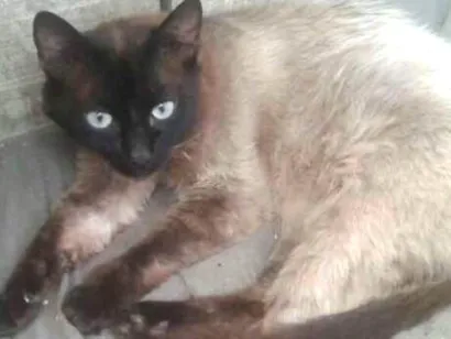 Gato raça  idade 2 a 6 meses nome Floquinho