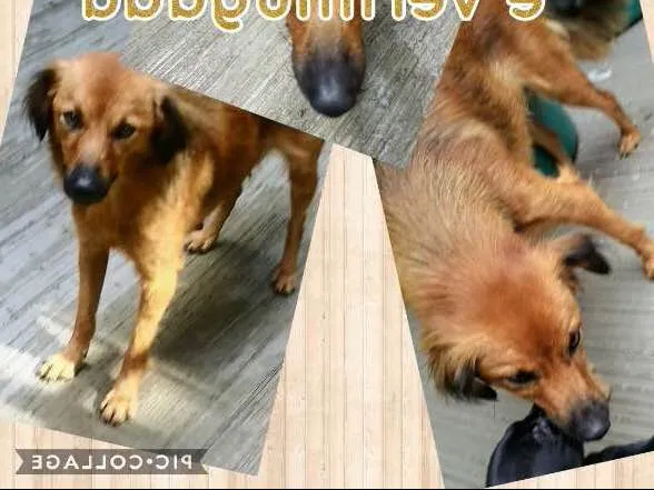 Cachorro ra a Srd idade 1 ano nome Neném