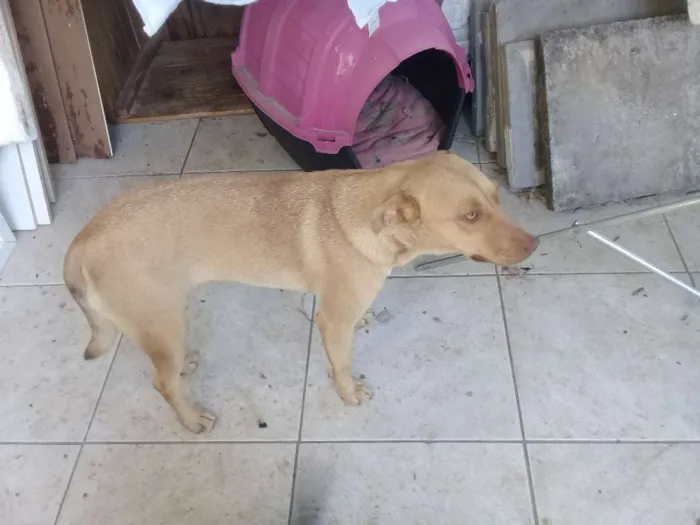 Cachorro ra a Pit bul com vira lata idade 1 ano nome Kira