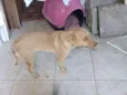 Kira
