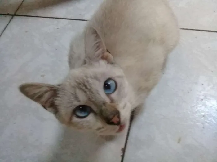 Gato ra a Branca idade 2 a 6 meses nome Xuxinha