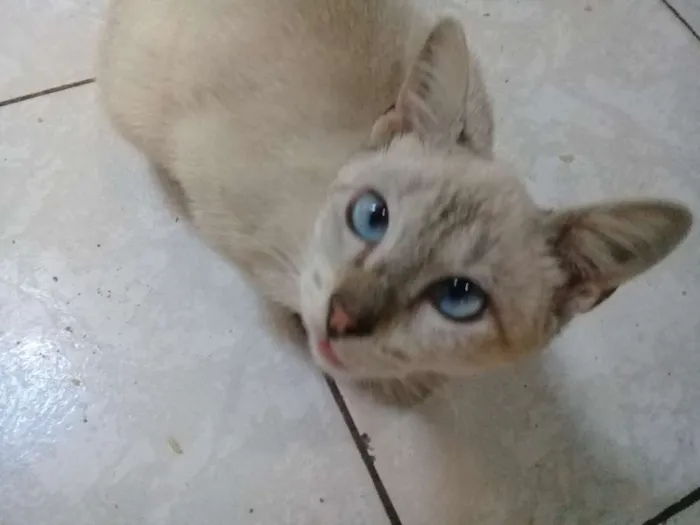 Gato ra a Branca idade 2 a 6 meses nome Xuxinha