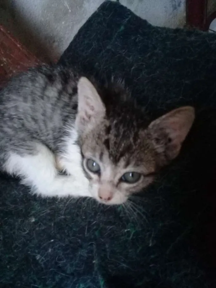 Gato ra a Cinza idade Abaixo de 2 meses nome Sem nome