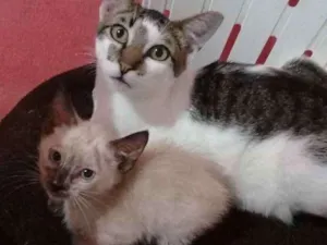 Gato raça Srd idade Abaixo de 2 meses nome Sem nome