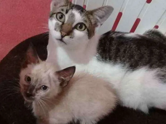 Gato ra a Srd idade Abaixo de 2 meses nome Sem nome