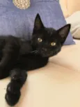 Batman e Ben